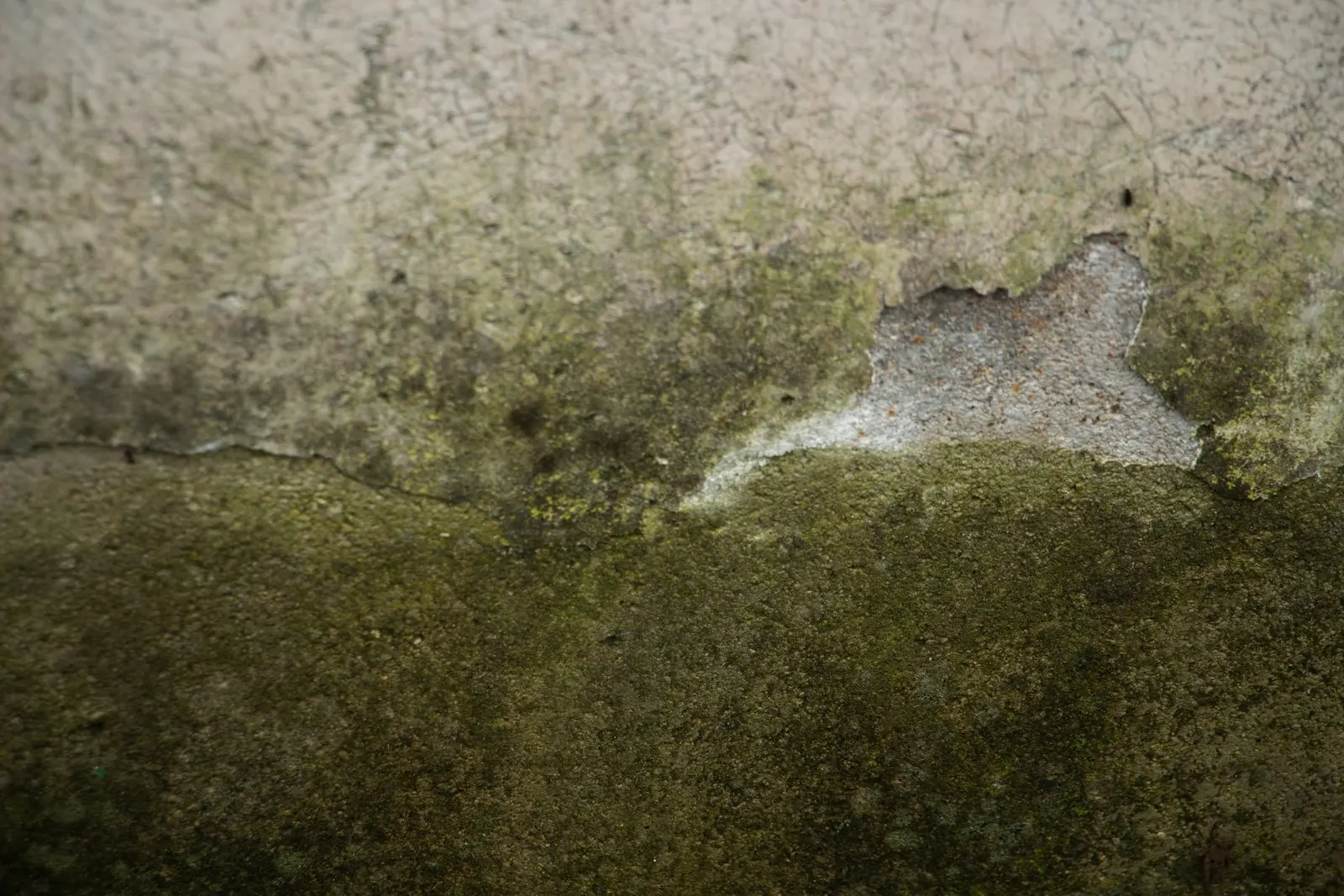 Weathered wall with green growth and peeling paint from long-term moisture