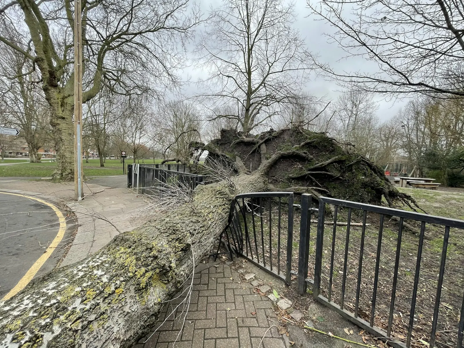 Large uprooted tree fallen across a fence and sidewalk after high winds